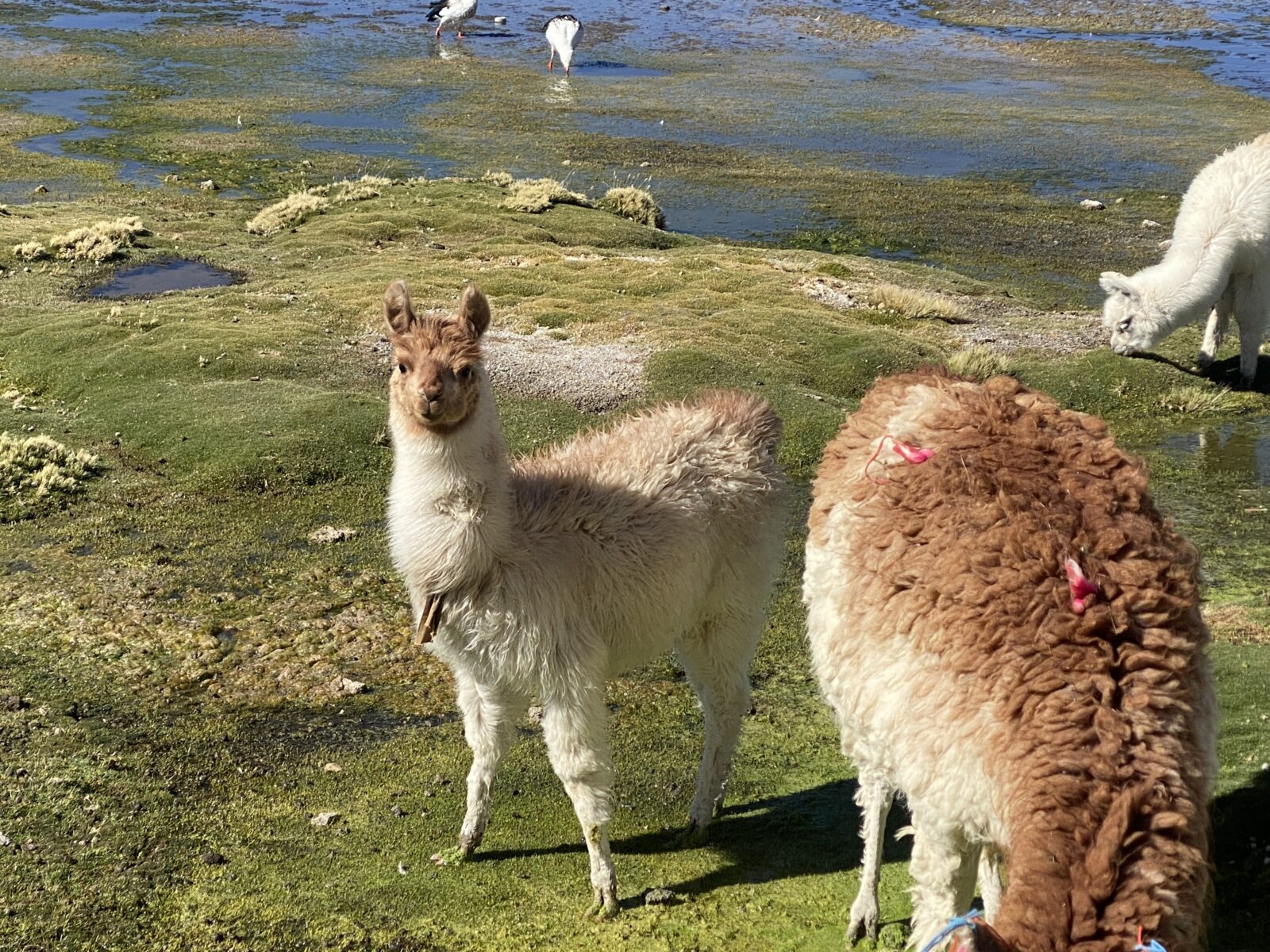 チリ、ボリビア、ウユニ塩湖