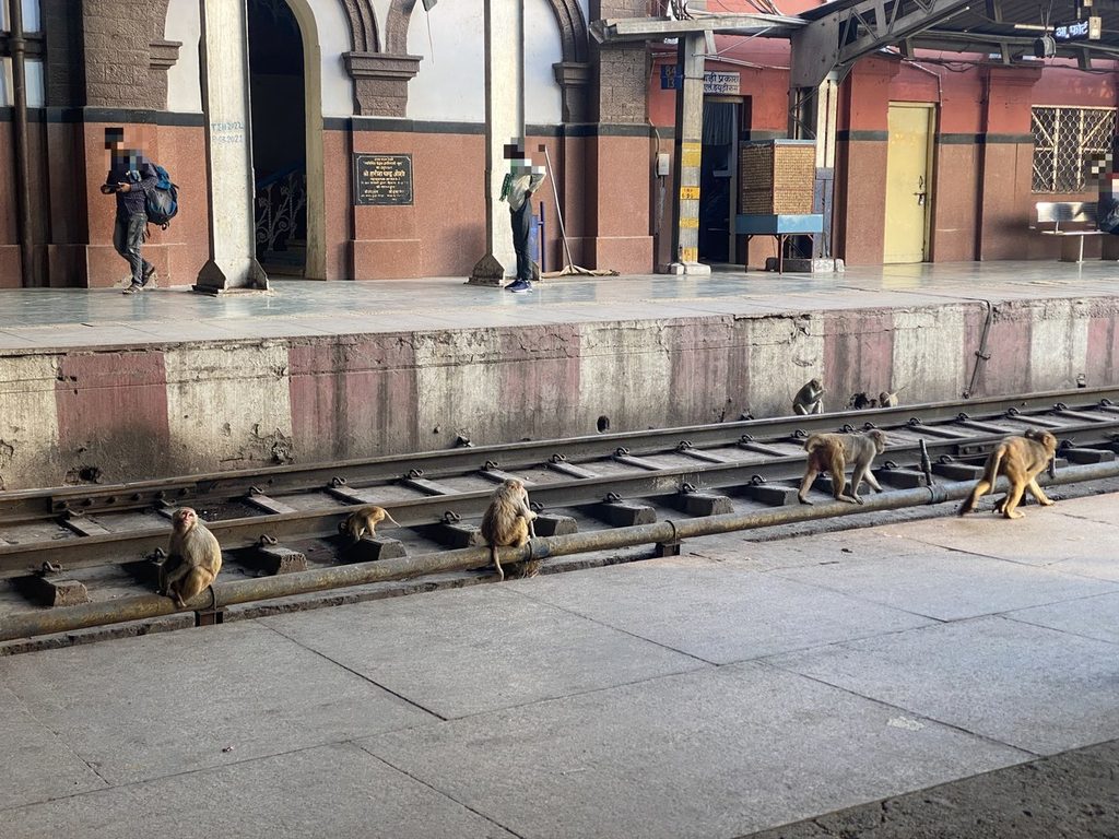 駅ホームのサル,インド
