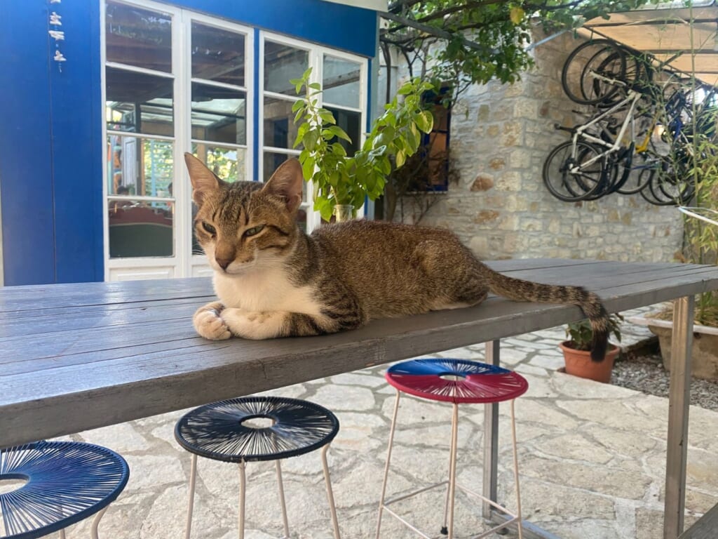 宿でくつろぐ猫