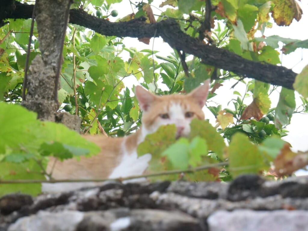 路地で出会った猫