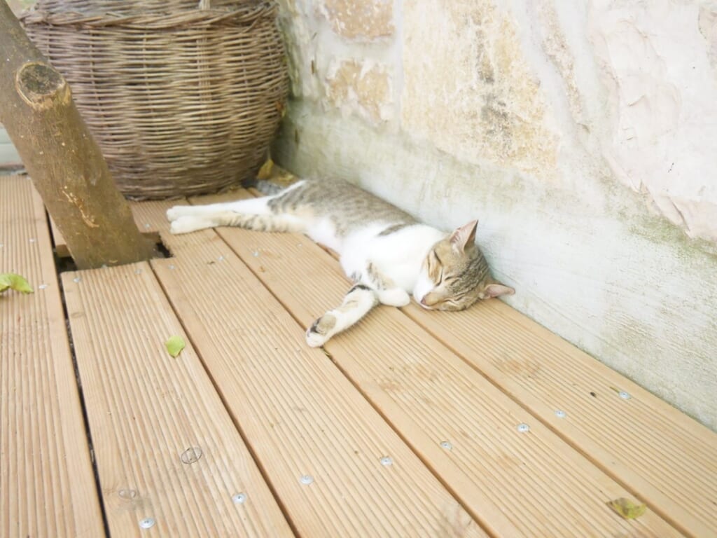 木陰で昼寝する猫