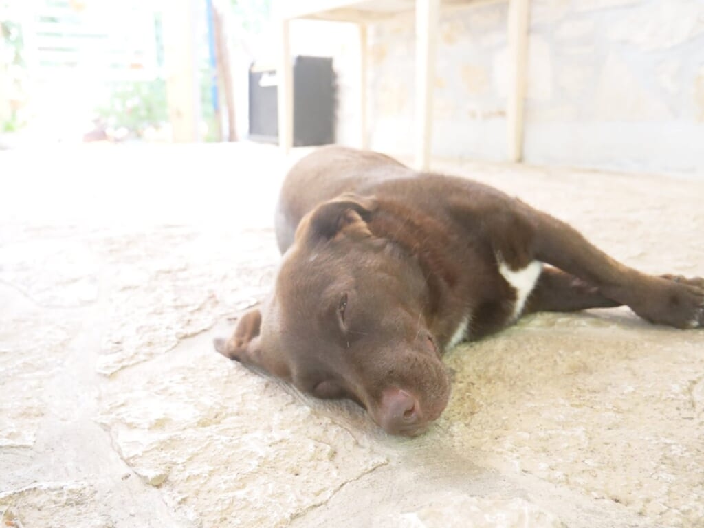 日陰で寝そべる犬